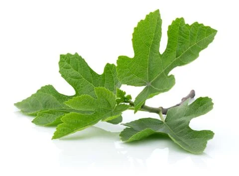 Fig tree leaves isolated on white Stock Photos