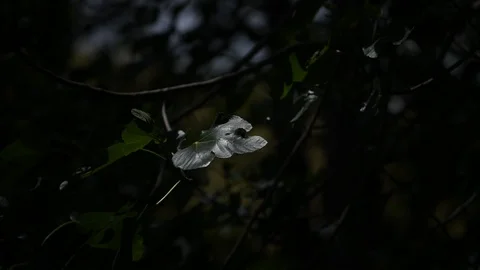 Fig tree leaves moved by the wind still shoot Stock Footage 111333924