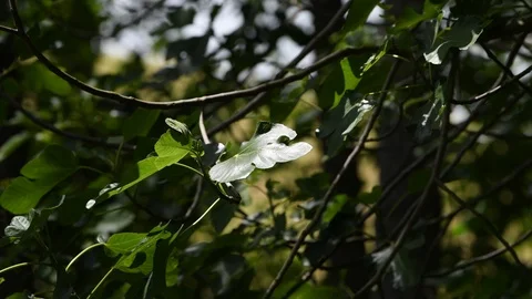 Fig tree leaves moved by the wind still shoot Stock Footage 111334133