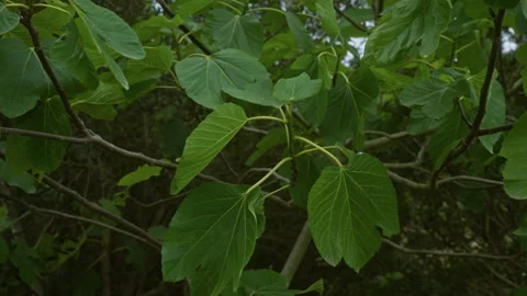 Fig tree leaves in an outdoor setting in southern italy, specifically pugli.. Stock Footage 282592438