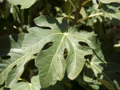 Fig Tree Leaves Foto stock