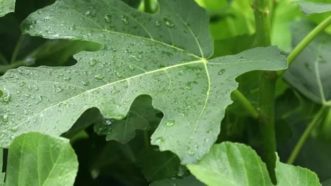 Fig tree leaves in rainy weather. Rain drops on fig leaves in summer. Stock Footage 244447902
