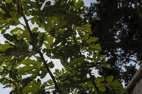 Fig tree leaves with rays of light shining through the leaves Dubrovnik Fotos de archivo