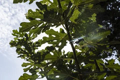 Fig tree leaves with rays of light shining through the leaves Dubrovnik, Stockfoto's