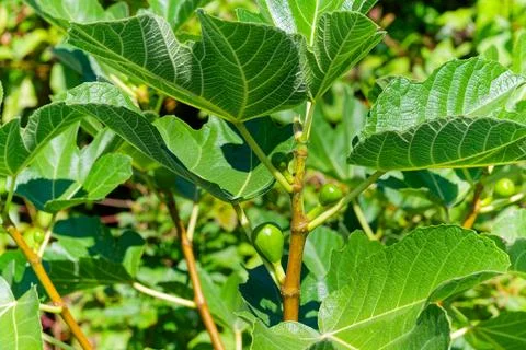 Fig tree leaves with young fruits forming in bright sunlight. Stock Photos