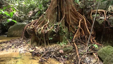 Fig tree, Malaysia Stock Footage 159636179