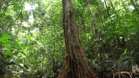 Fig tree, Malaysia Stock Footage 159636256