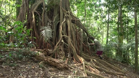 Fig tree, Malaysia Stock Footage 303780428