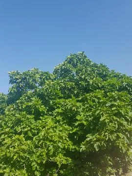 Fig Tree in a Mediterranean Landscape Stock Photos