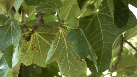 Fig tree moved by the wind Stock Footage 77248140