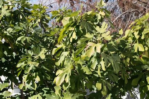 Fig tree in the orchard Stock Photos