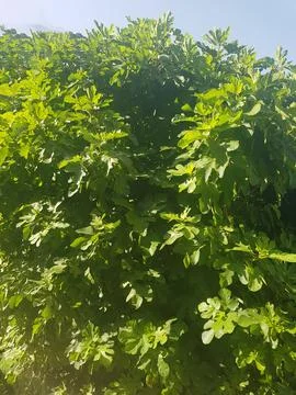 Fig Tree in Original Landscape Stock Photos