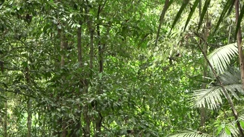 Fig tree over stream, Malaysia Stock Footage 133677082