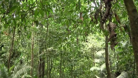 Fig tree over stream, Malaysia Stock Footage 133677094