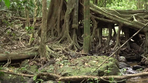 Fig tree over stream, Malaysia Stock Footage 133677119