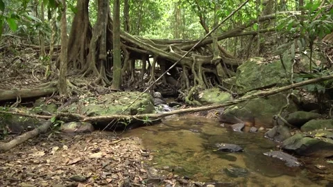 Fig tree over stream, Malaysia Video stock 133677143