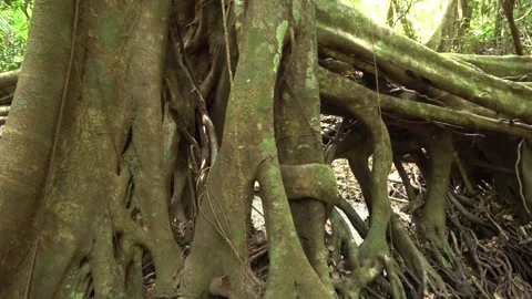 Fig tree over stream, Malaysia Stock Footage 133677159