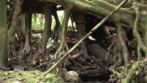 Fig tree over stream, Malaysia Stock Footage 133677175