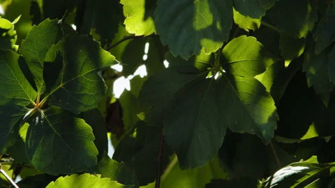 Fig Tree pedoulas Stock Footage 160744388