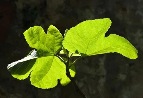 Fig tree Stock Photos