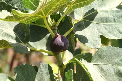 Fig tree Photos