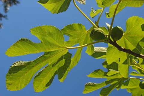 Fig tree Stock Photos