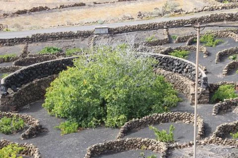 Fig tree Stock Photos