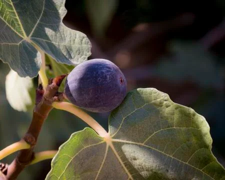 Fig tree Stock Photos