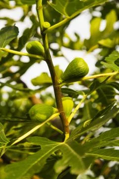 Fig tree Stock Photos