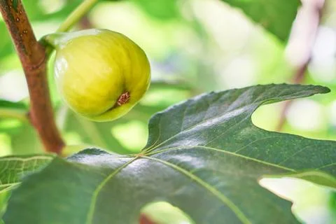 Fig on tree Stock Photos