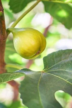 Fig on tree Stock Photos