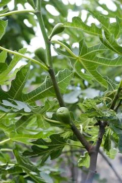 Fig tree Stock Photos