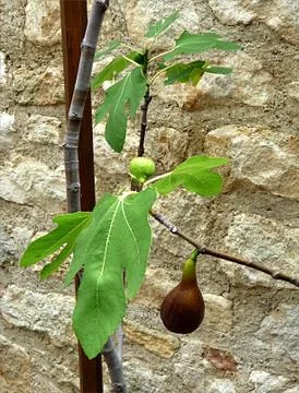 Fig tree Stock Photos
