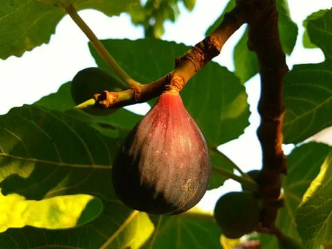 Fig on the tree Foto stock