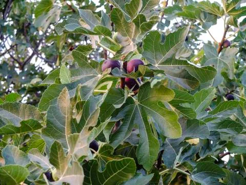 Fig Tree Stock Photos