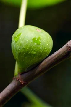 Fig on a tree Stock Photos