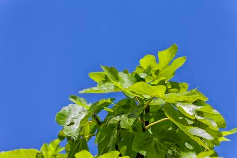 Fig tree. Stock Photos
