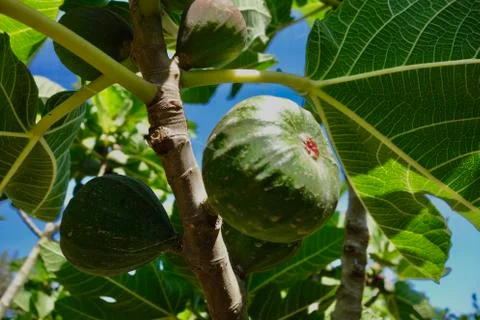 Fig tree 库存照片