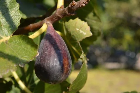 Fig on tree Stock Photos