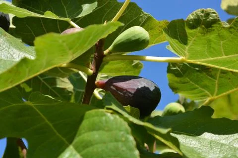 Fig tree Foto stock