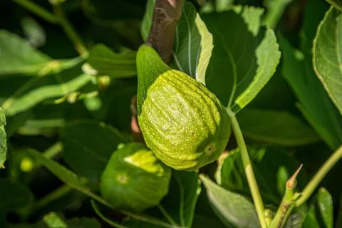 A Fig Tree Stock Photos