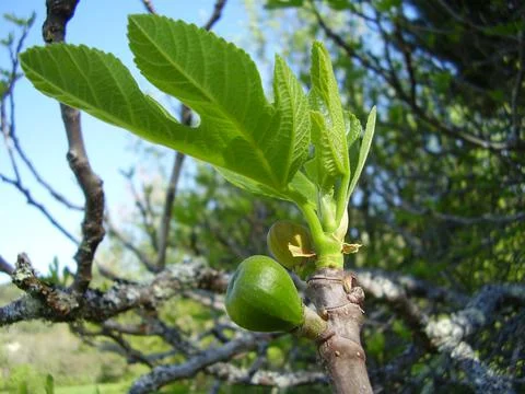 Fig tree Stock Photos