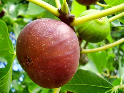 Fig on a tree Stock Photos