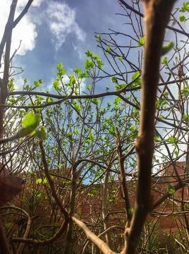 Fig tree 库存照片