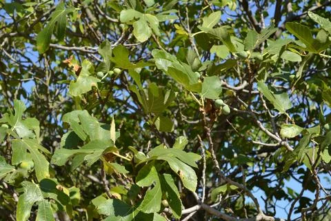 Fig Tree Stock Photos
