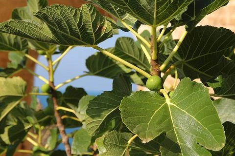 Fig tree Foto stock