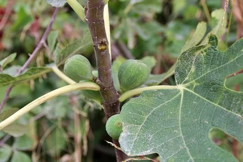 Fig tree Stock Photos