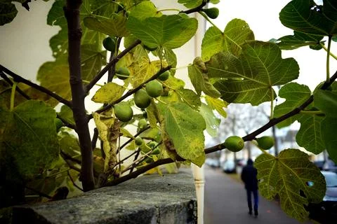 Fig tree Fotos Stock