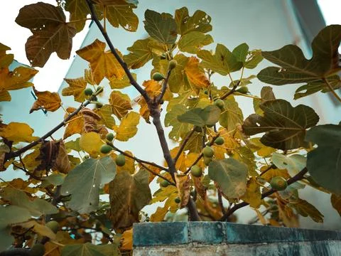 Fig tree 스톡 사진