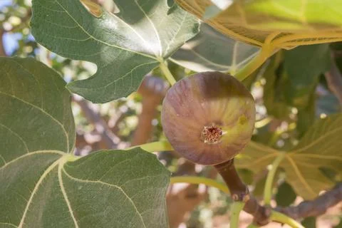 Fig up in the tree ready to be collected. Stock Photos